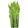 Asparagus