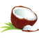 Coconut Meat